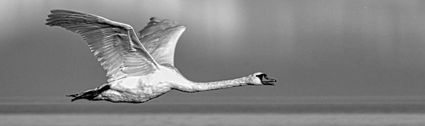 Contact Thor Midwind!